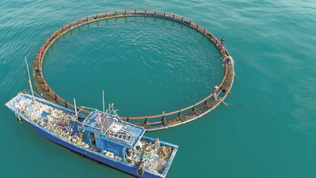 漳浦黄金海岸鲍苗养殖增氧